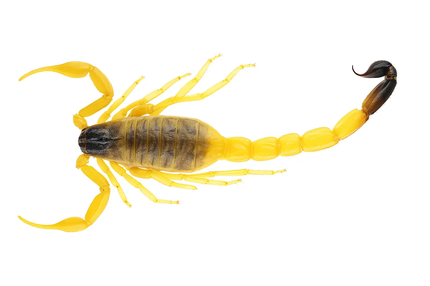 Hottentotta saulcyi