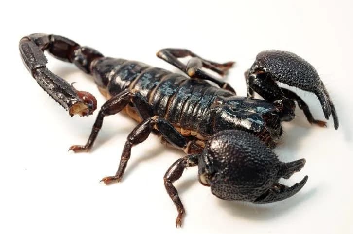 Pandinus imperator